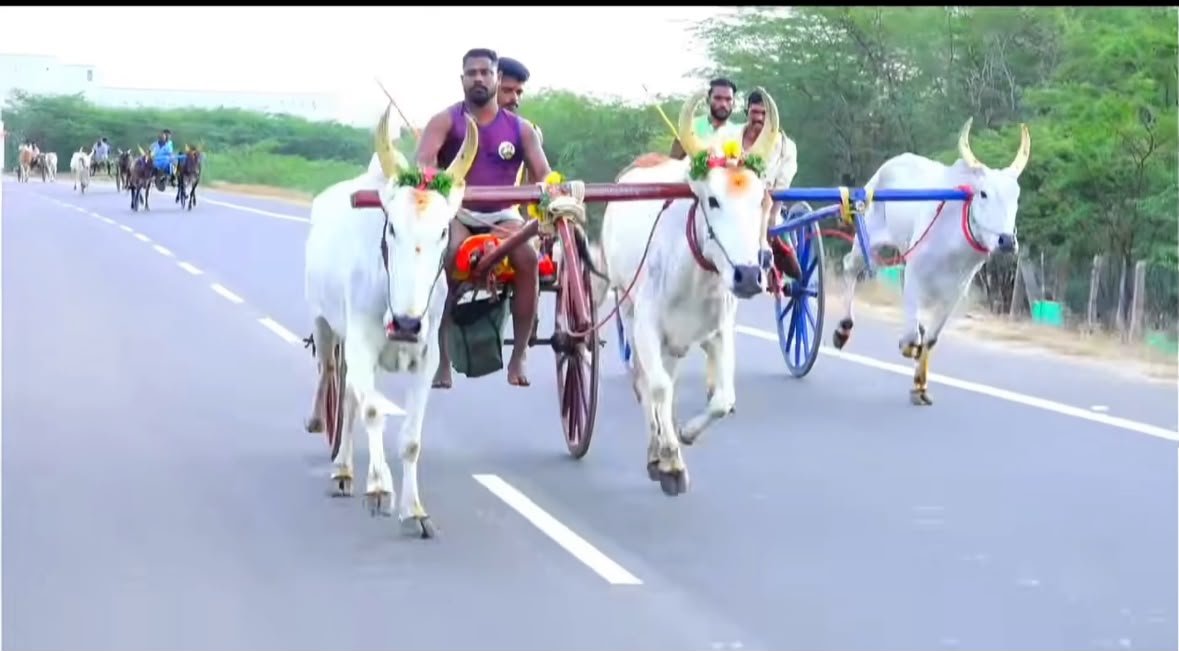 காட்டாம்பூரில் மாட்டு வண்டி எல்லைப் பந்தயம்