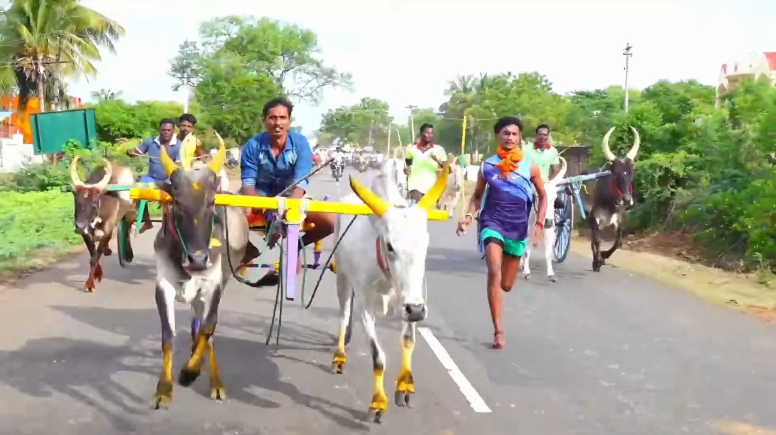 எஸ்.எஸ் கோட்டையில் கோவில் திருவிழாவை முன்னிட்டு மாட்டு வண்டி எல்லைப் பந்தயம்